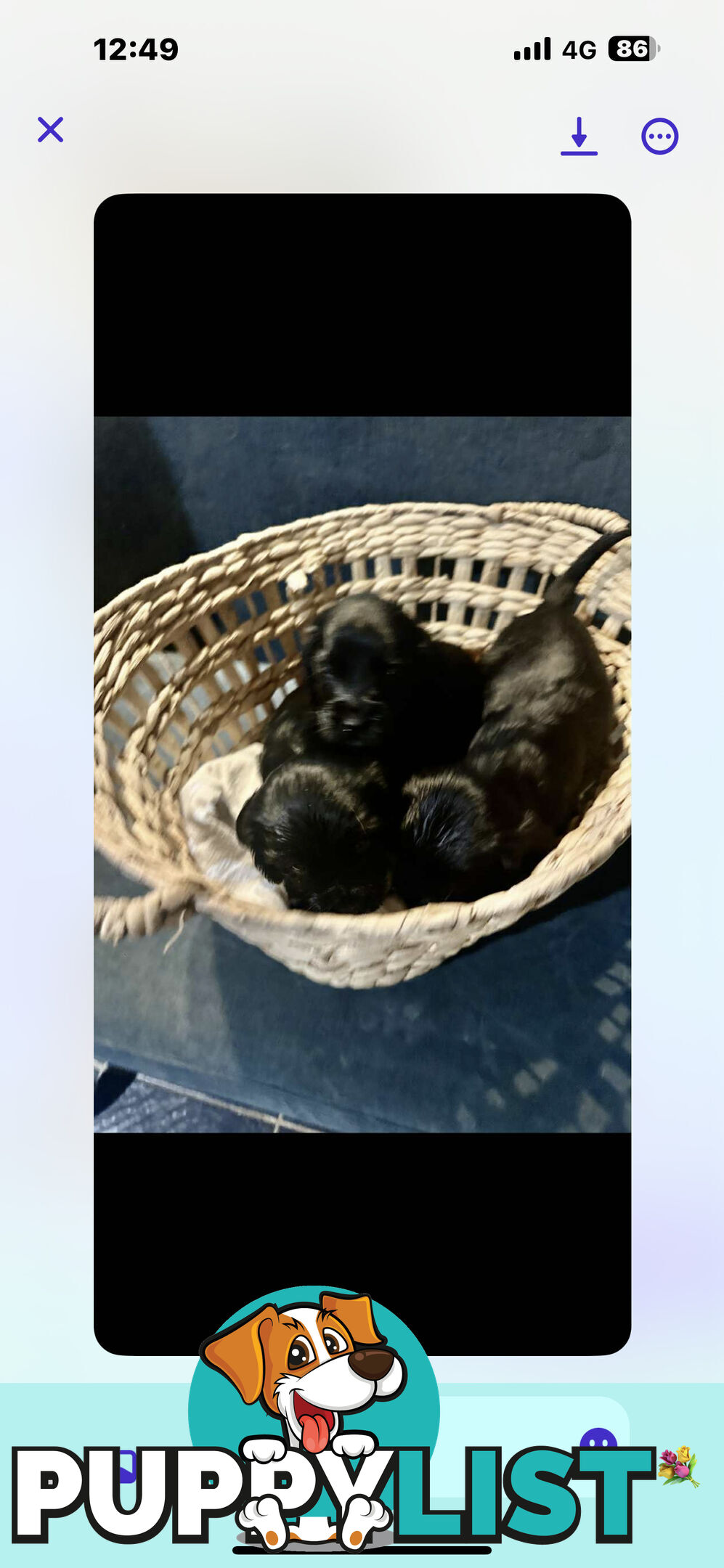 Beautiful Cocker Spaniel Puppies