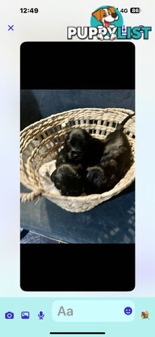 Beautiful Cocker Spaniel Puppies
