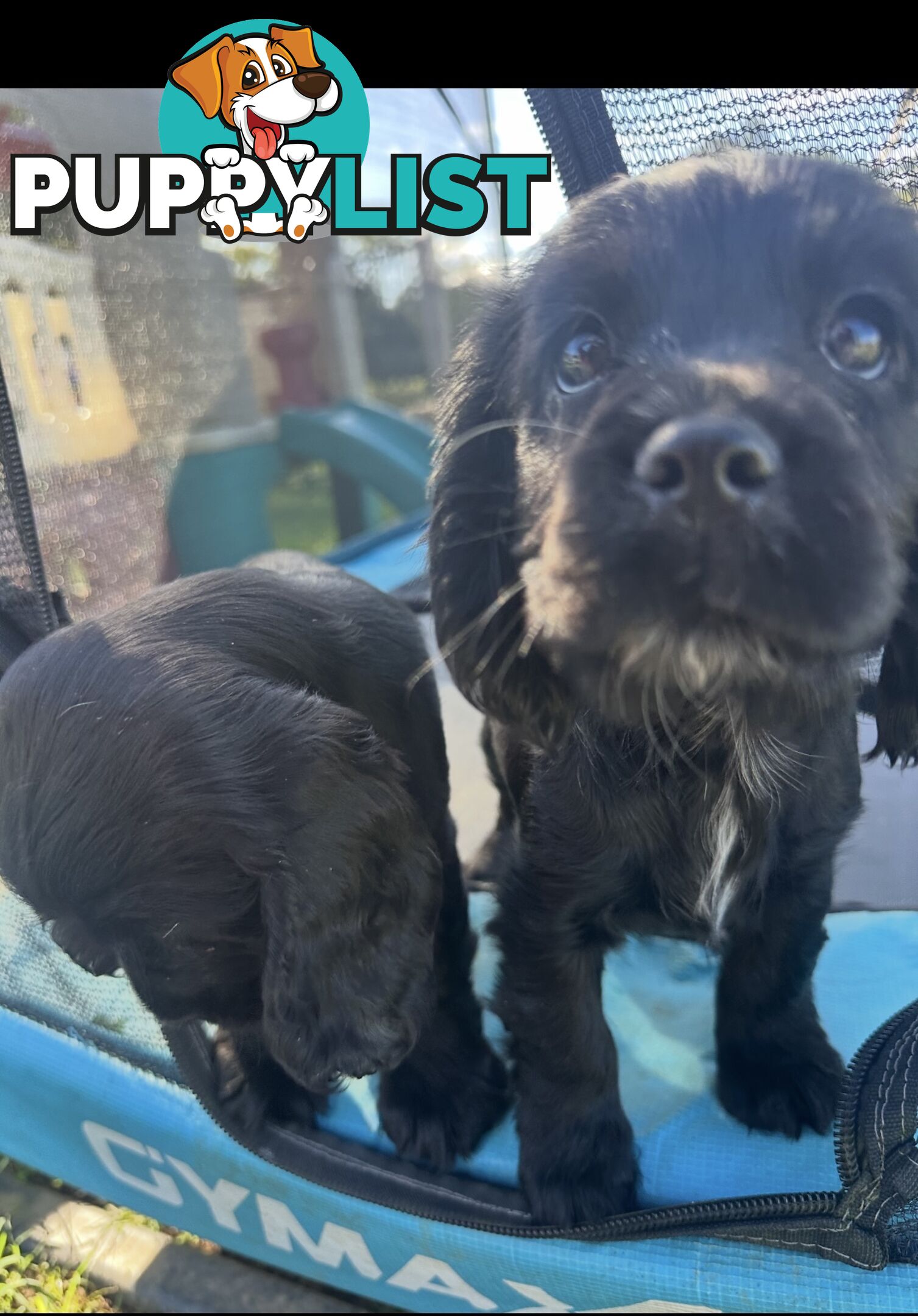 Beautiful Cocker Spaniel Puppies