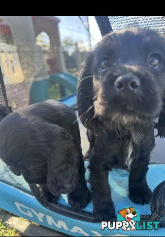Beautiful Cocker Spaniel Puppies