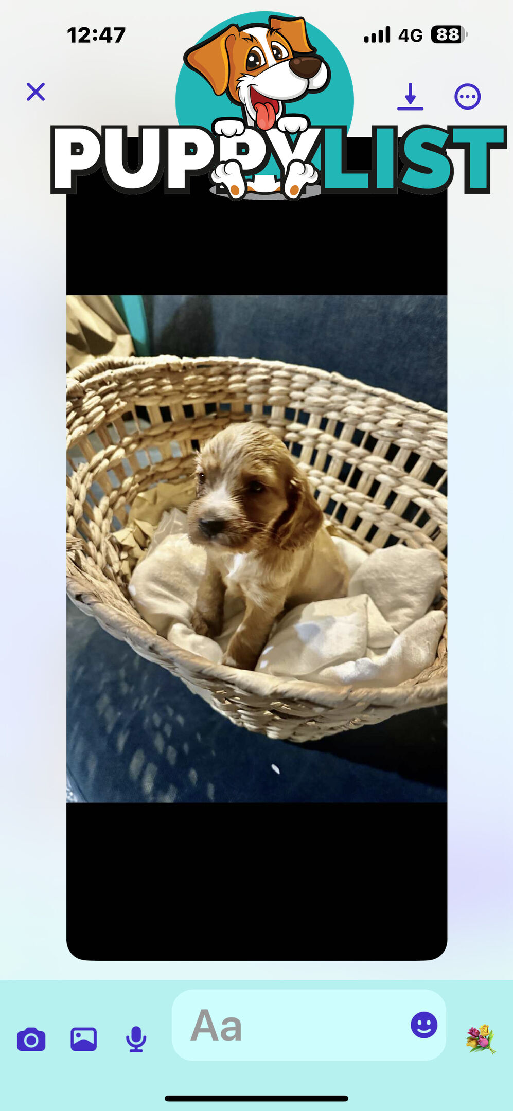 Beautiful Cocker Spaniel Puppies