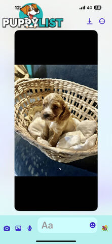 Beautiful Cocker Spaniel Puppies