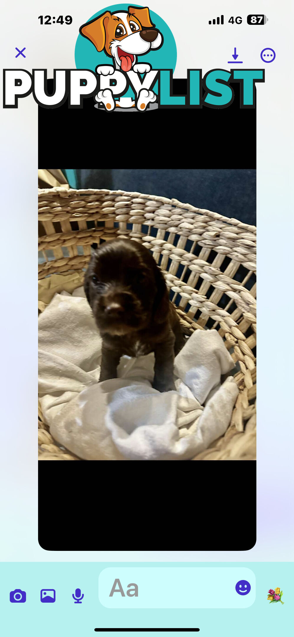 Beautiful Cocker Spaniel Puppies
