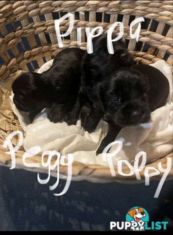 Beautiful Cocker Spaniel Puppies
