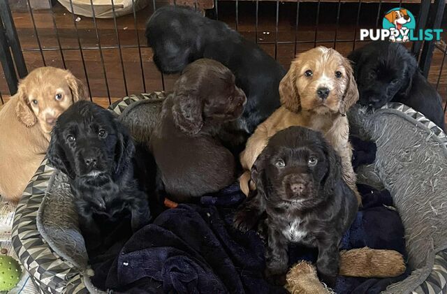 Beautiful Cocker Spaniel Puppies