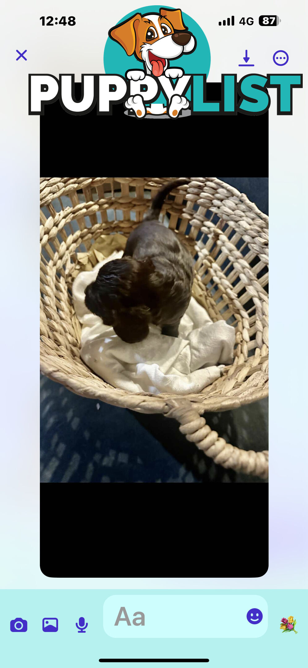Beautiful Cocker Spaniel Puppies