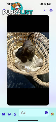 Beautiful Cocker Spaniel Puppies