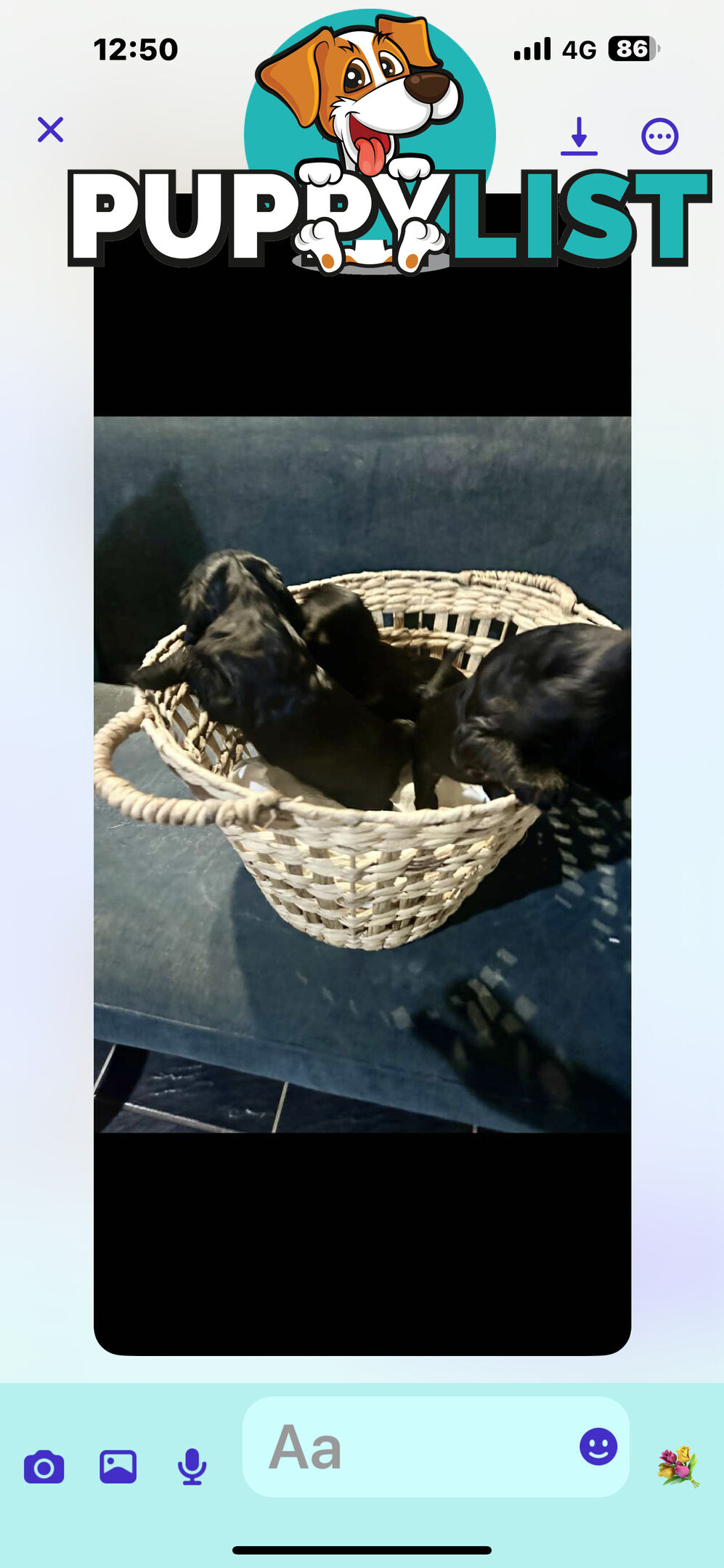 Beautiful Cocker Spaniel Puppies