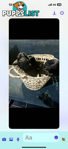 Beautiful Cocker Spaniel Puppies