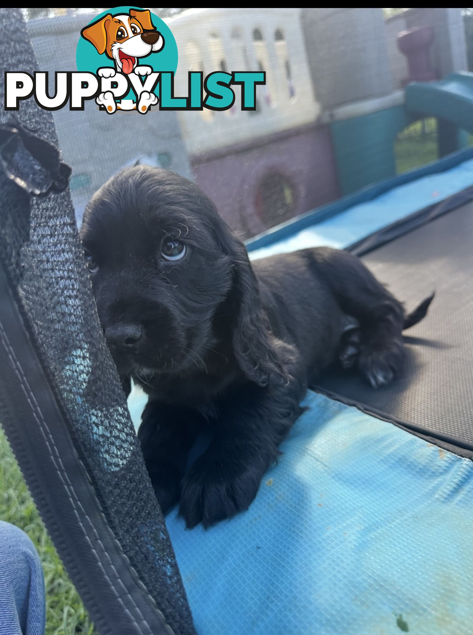 Beautiful Cocker Spaniel Puppies