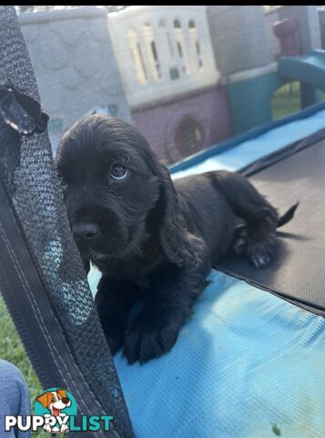 Beautiful Cocker Spaniel Puppies