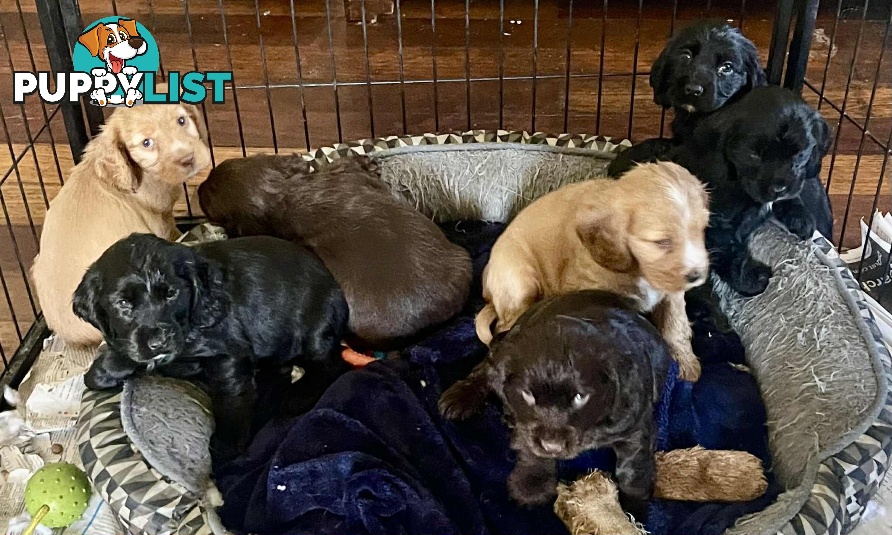 Beautiful Cocker Spaniel Puppies
