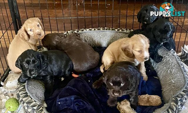 Beautiful Cocker Spaniel Puppies