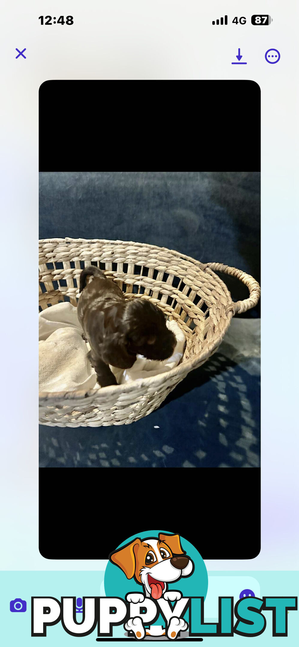 Beautiful Cocker Spaniel Puppies