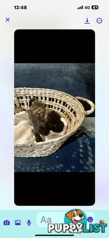 Beautiful Cocker Spaniel Puppies