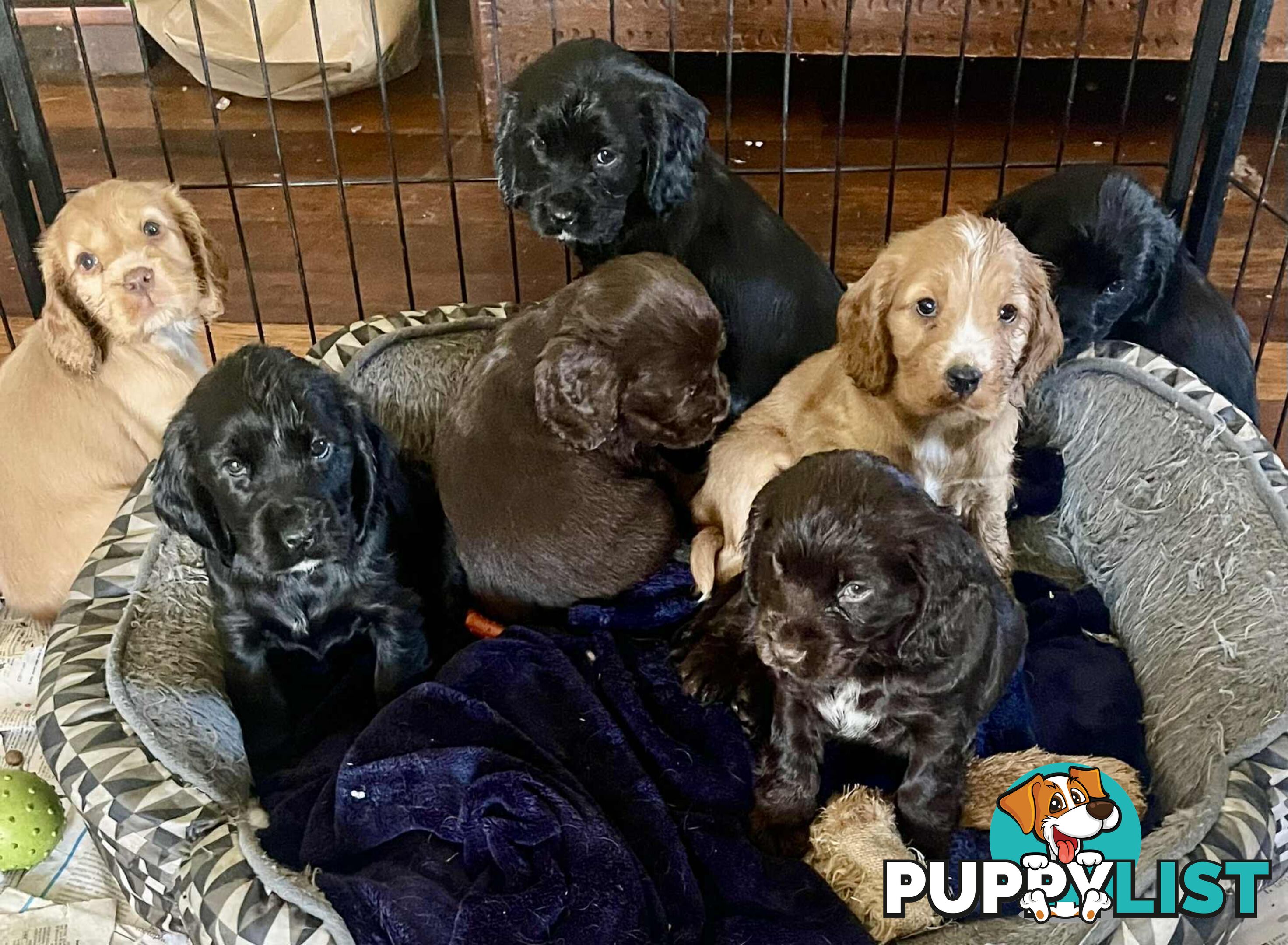Beautiful Cocker Spaniel Puppies