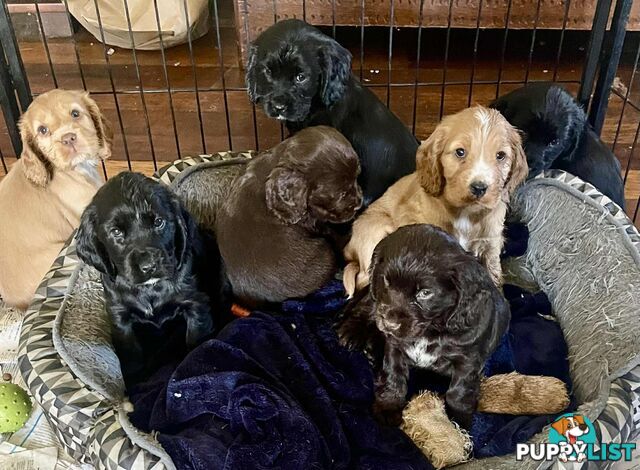 Beautiful Cocker Spaniel Puppies