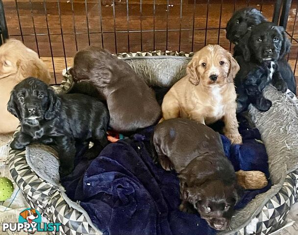 Beautiful Cocker Spaniel Puppies