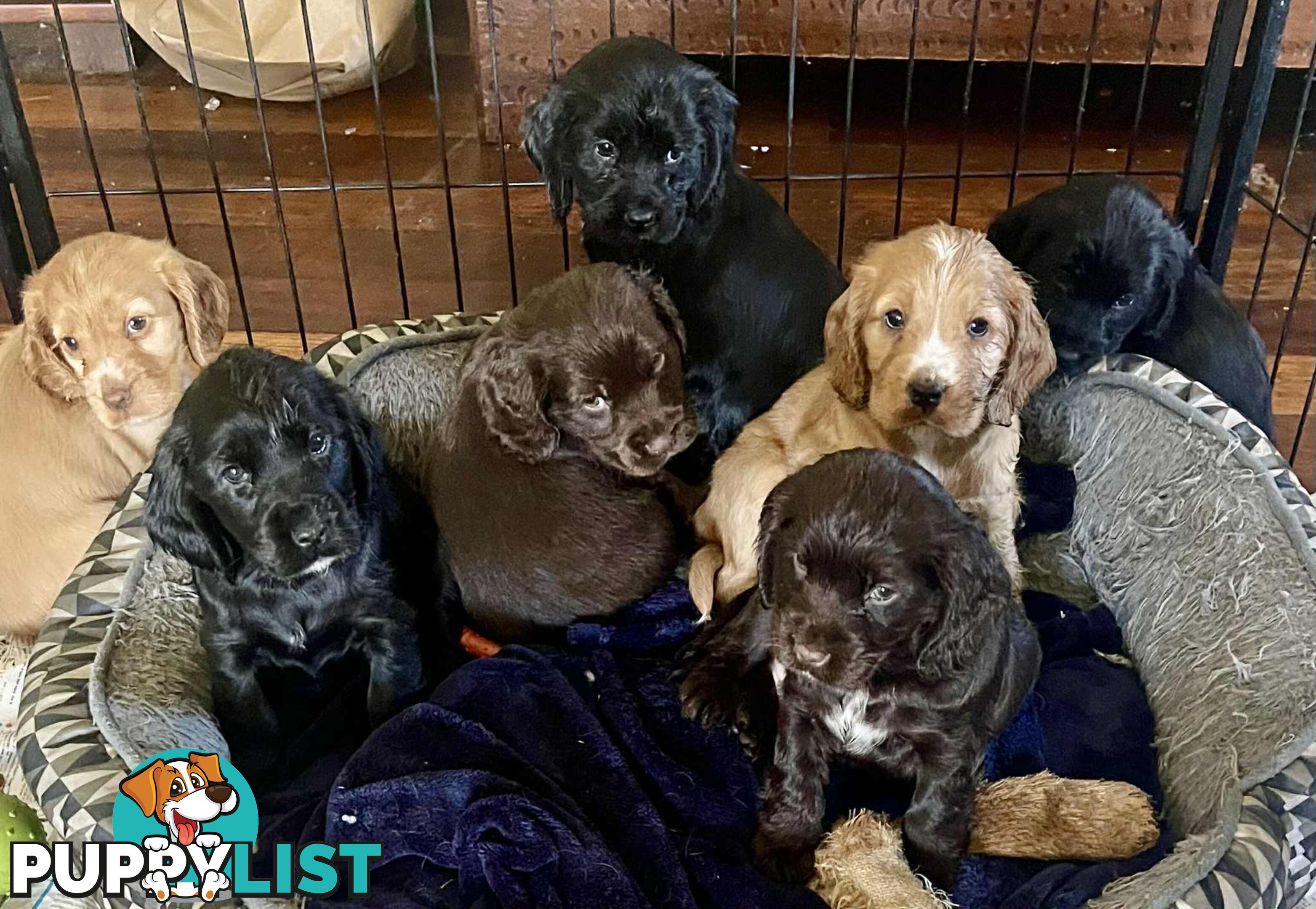 Beautiful Cocker Spaniel Puppies