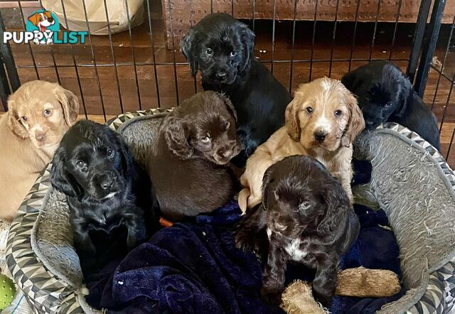 Beautiful Cocker Spaniel Puppies