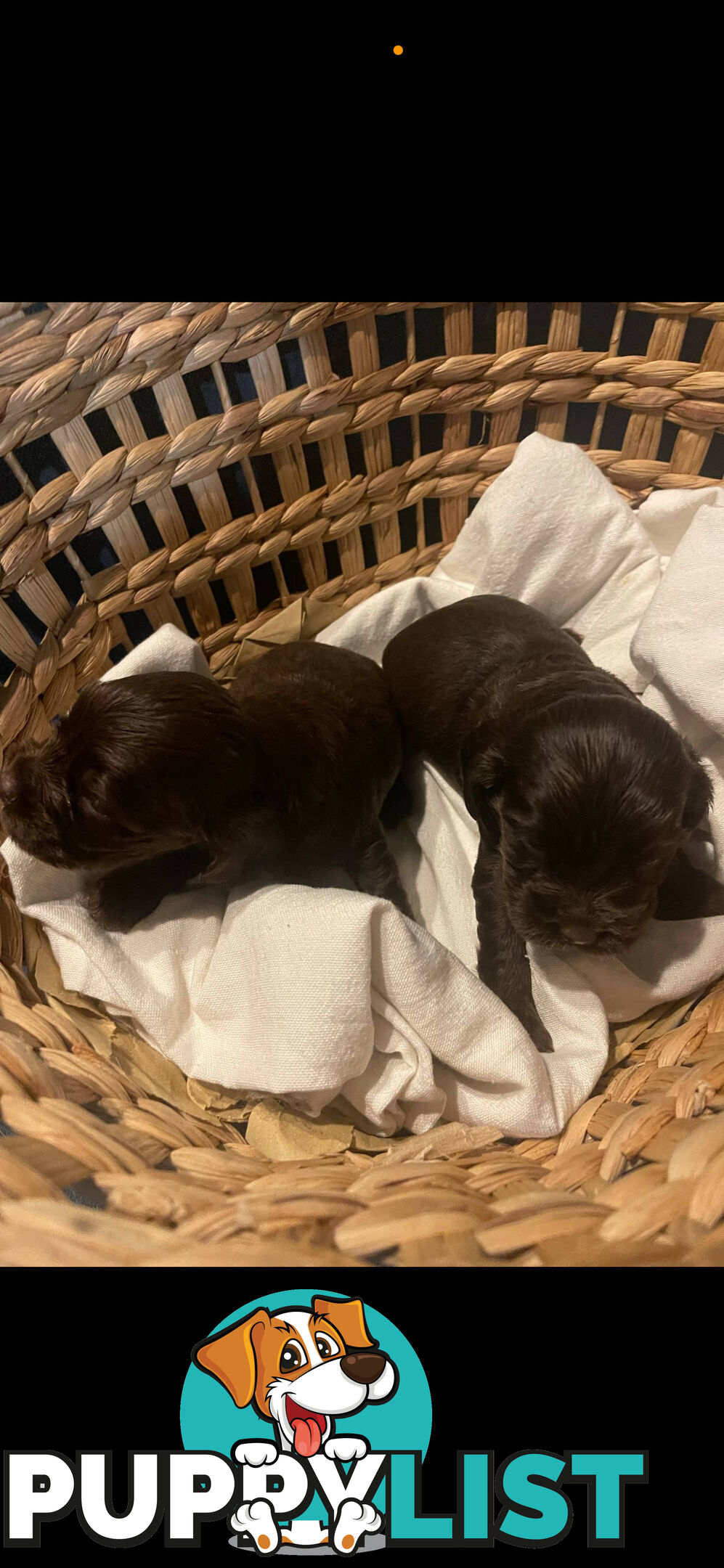 Forever Homes For  Beautiful Cocker Spaniel Puppies