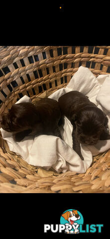 Forever Homes For  Beautiful Cocker Spaniel Puppies