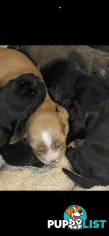 Forever Homes For  Beautiful Cocker Spaniel Puppies