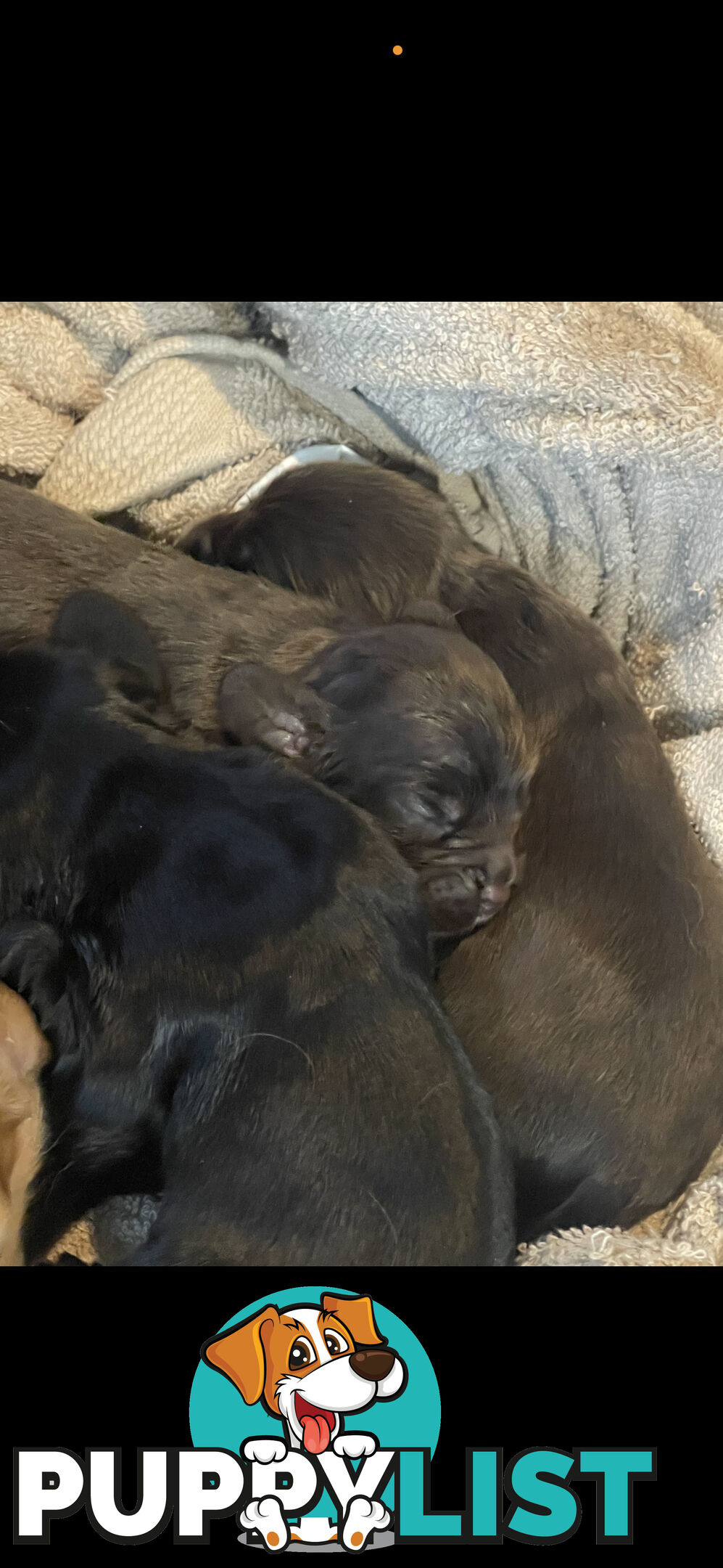 Forever Homes For  Beautiful Cocker Spaniel Puppies