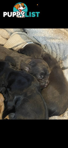 Forever Homes For  Beautiful Cocker Spaniel Puppies