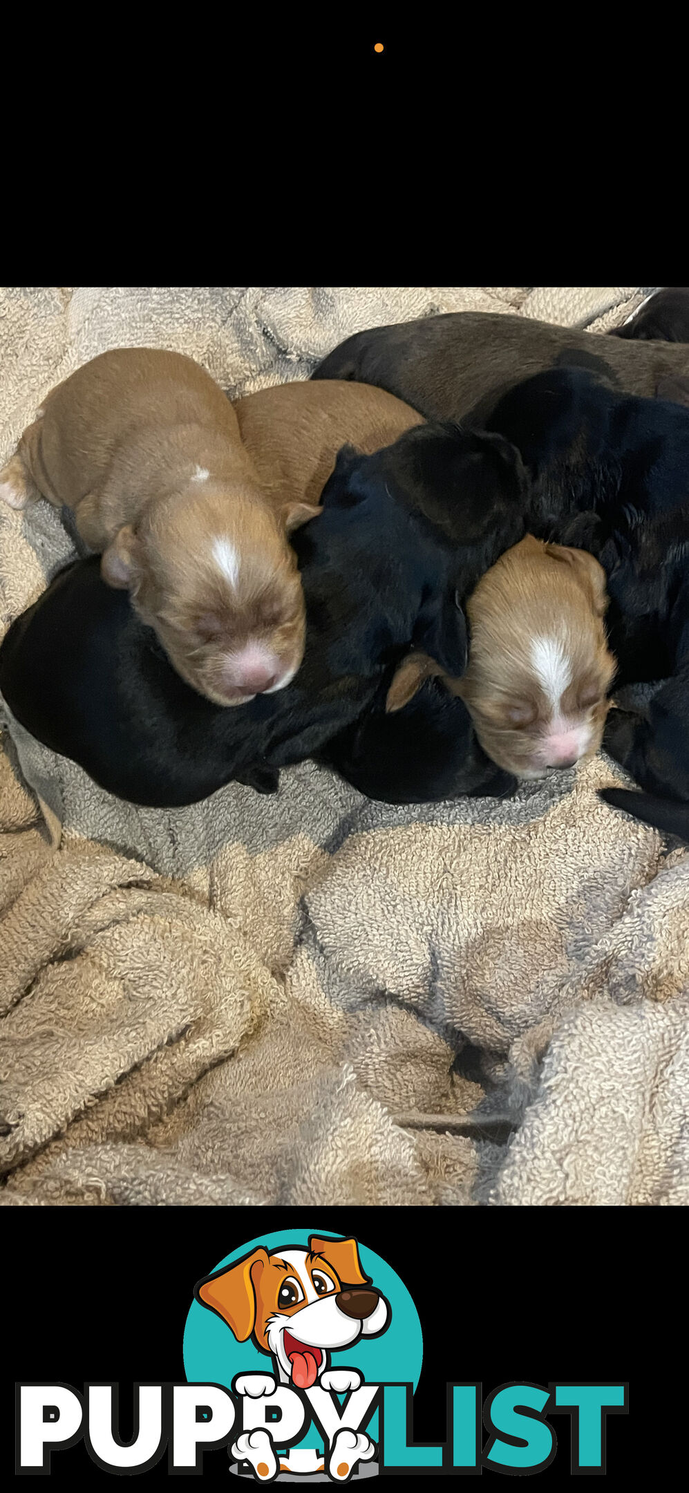 Forever Homes For  Beautiful Cocker Spaniel Puppies