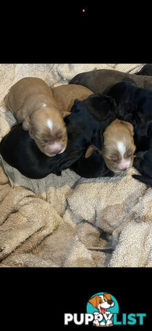 Forever Homes For  Beautiful Cocker Spaniel Puppies