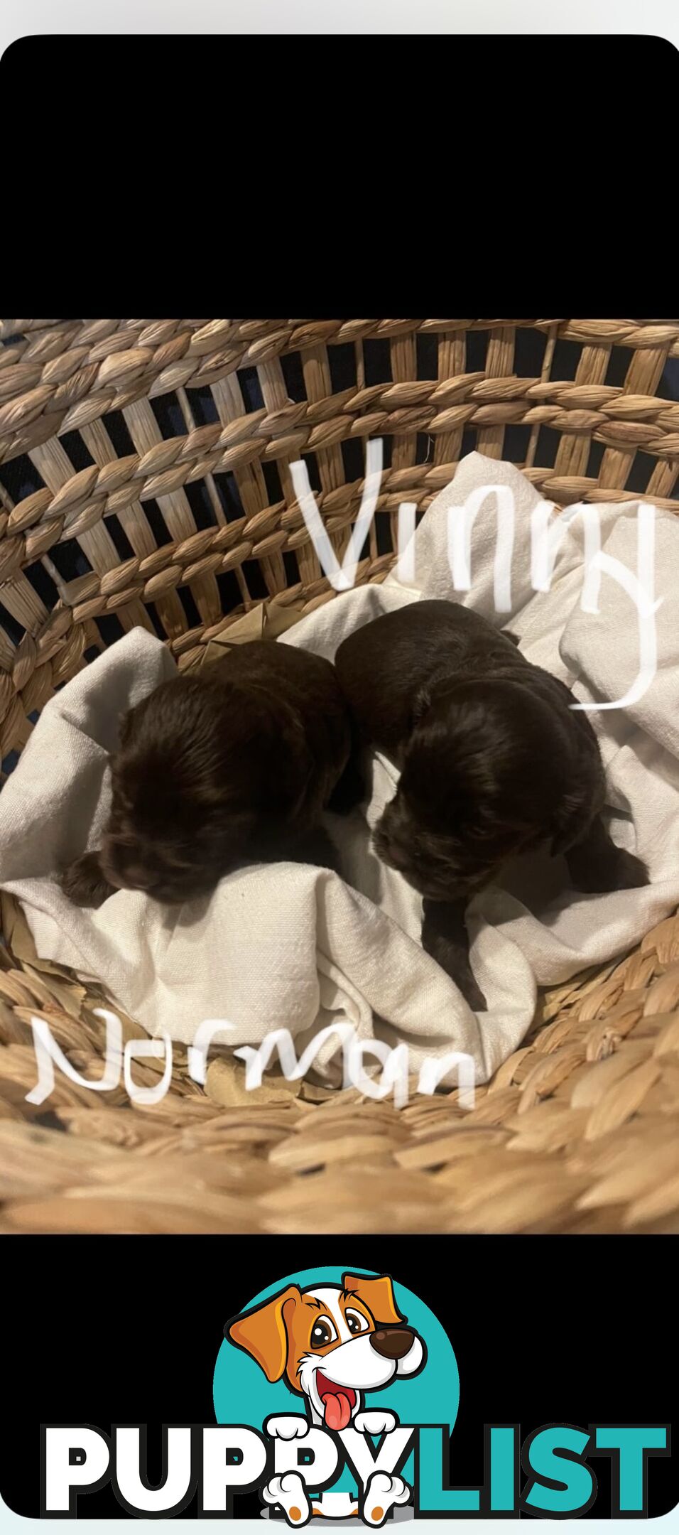 Forever Homes For  Beautiful Cocker Spaniel Puppies