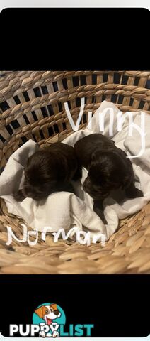 Forever Homes For  Beautiful Cocker Spaniel Puppies