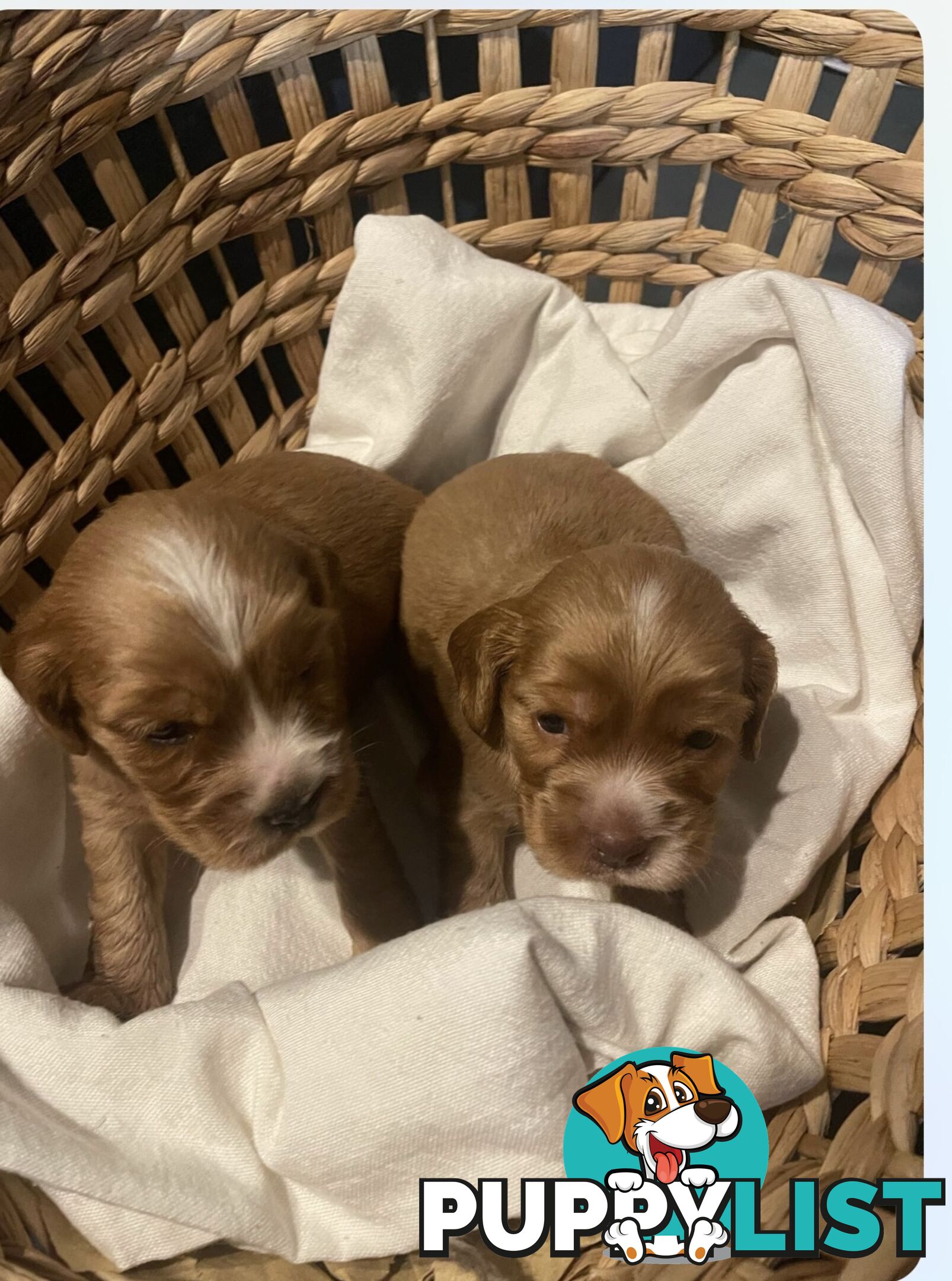 Forever Homes For  Beautiful Cocker Spaniel Puppies