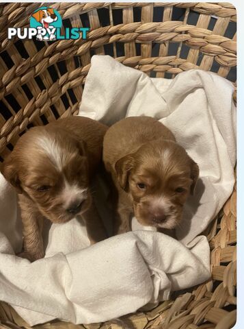 Forever Homes For  Beautiful Cocker Spaniel Puppies