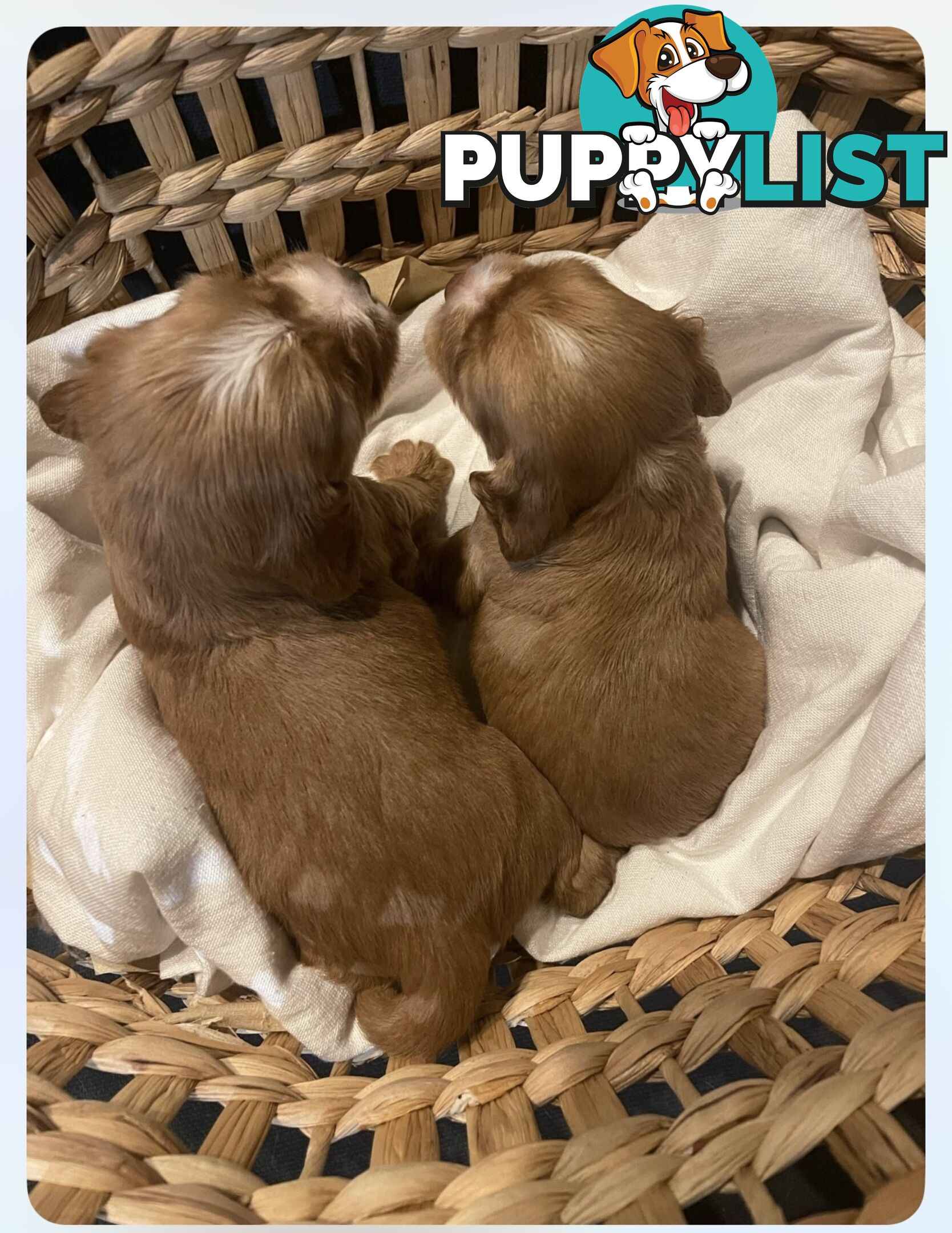 Forever Homes For  Beautiful Cocker Spaniel Puppies