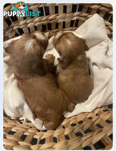 Forever Homes For  Beautiful Cocker Spaniel Puppies