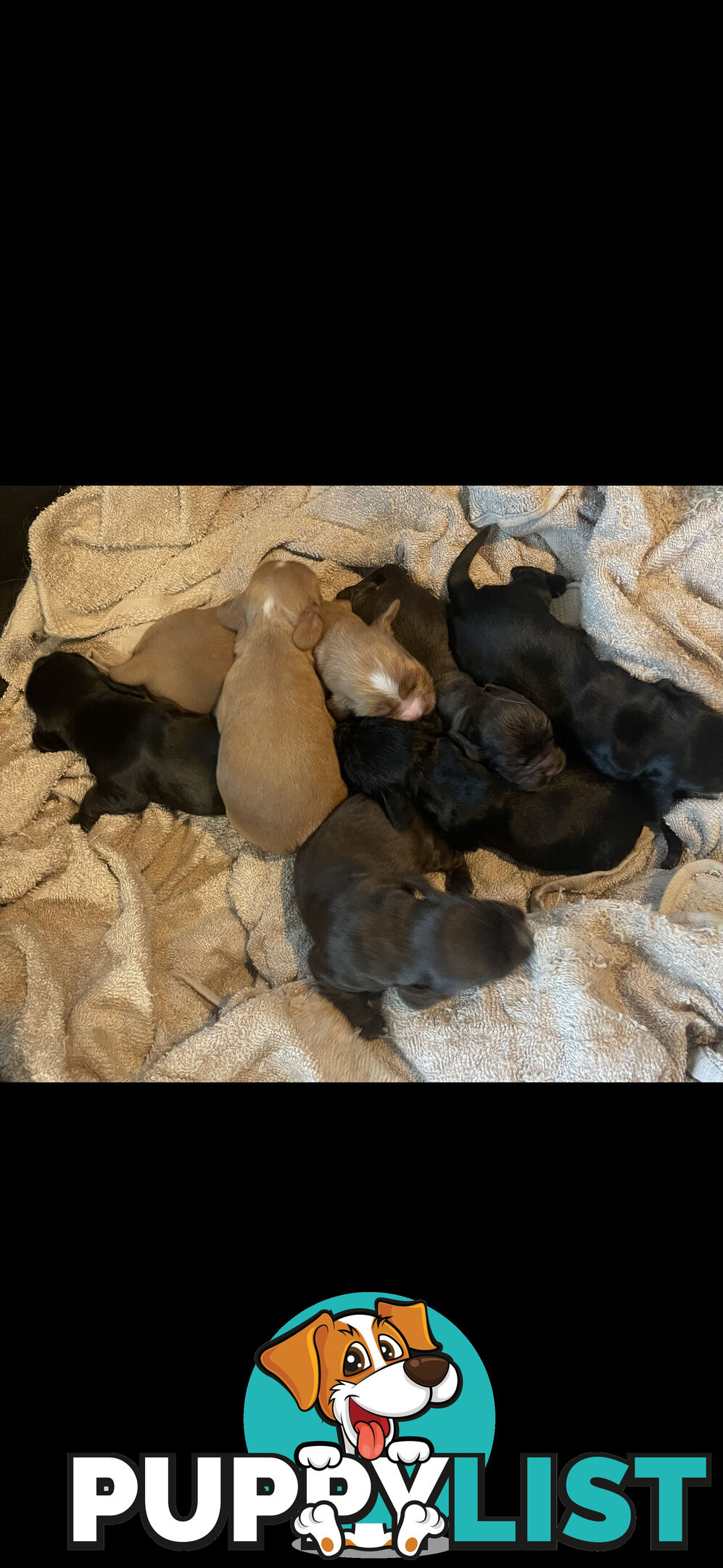 Forever Homes For  Beautiful Cocker Spaniel Puppies