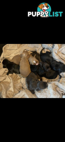 Forever Homes For  Beautiful Cocker Spaniel Puppies
