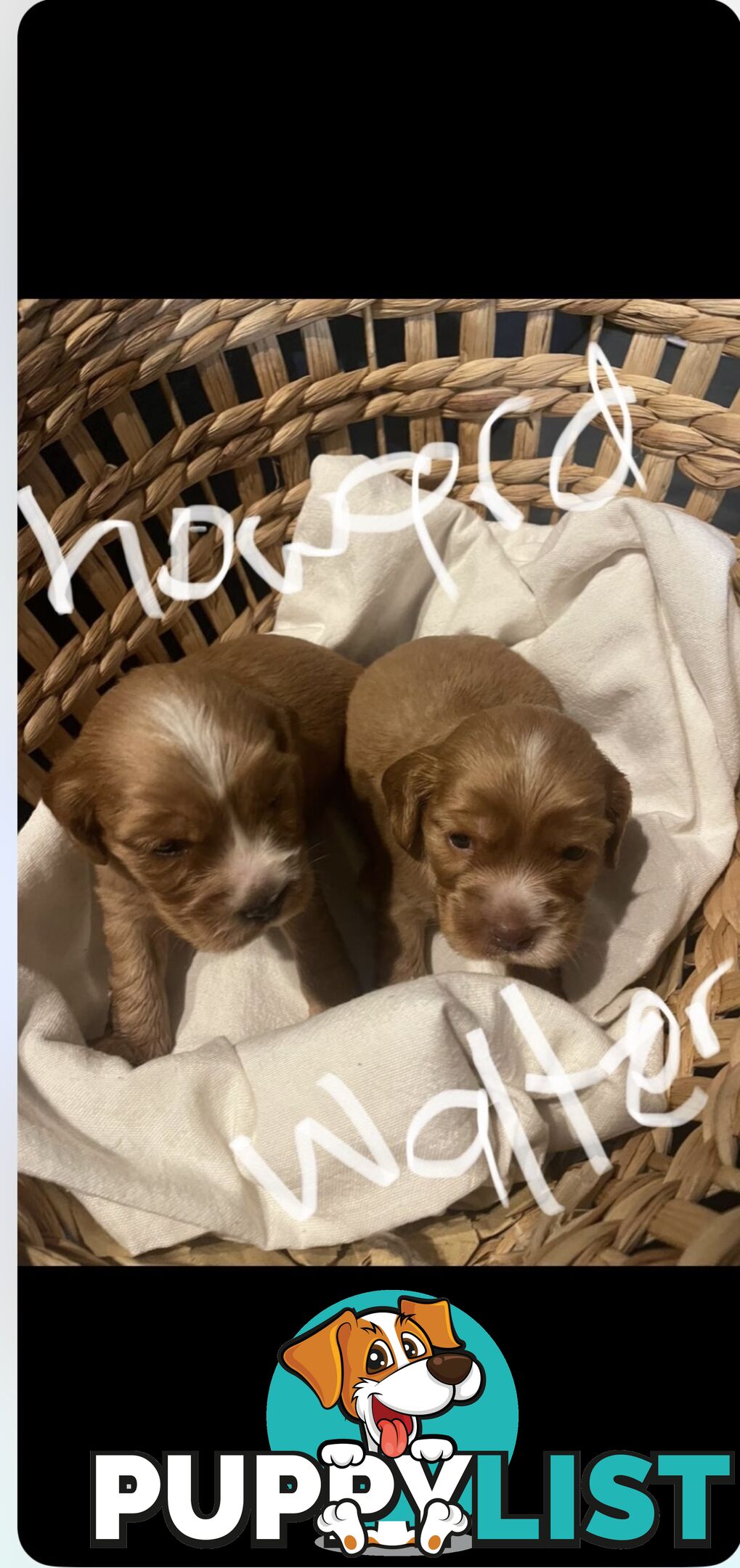 Forever Homes For  Beautiful Cocker Spaniel Puppies
