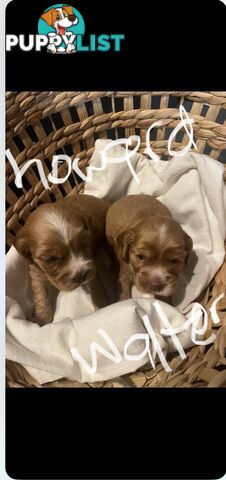 Forever Homes For  Beautiful Cocker Spaniel Puppies