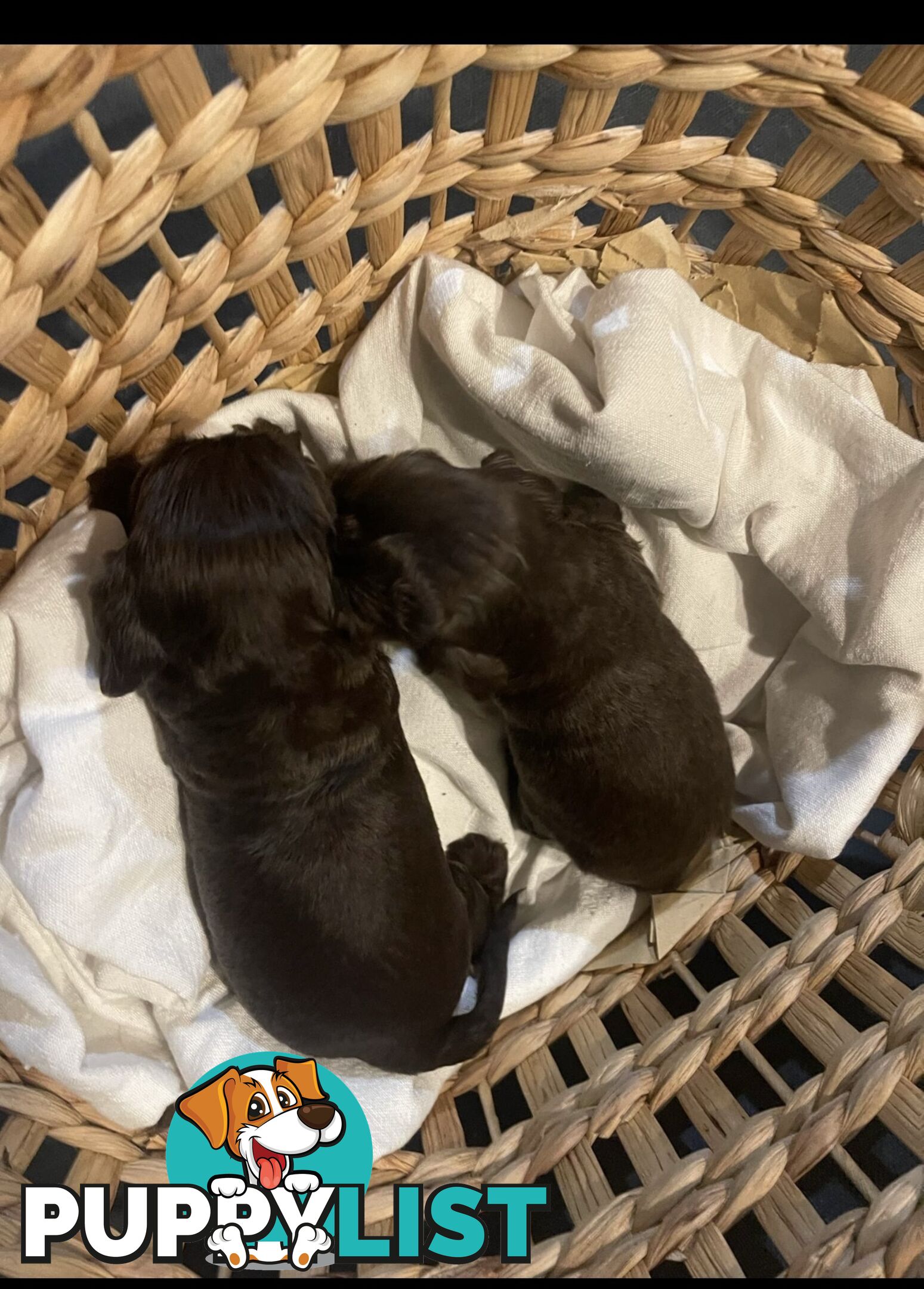 Forever Homes For  Beautiful Cocker Spaniel Puppies