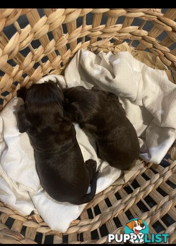 Forever Homes For  Beautiful Cocker Spaniel Puppies