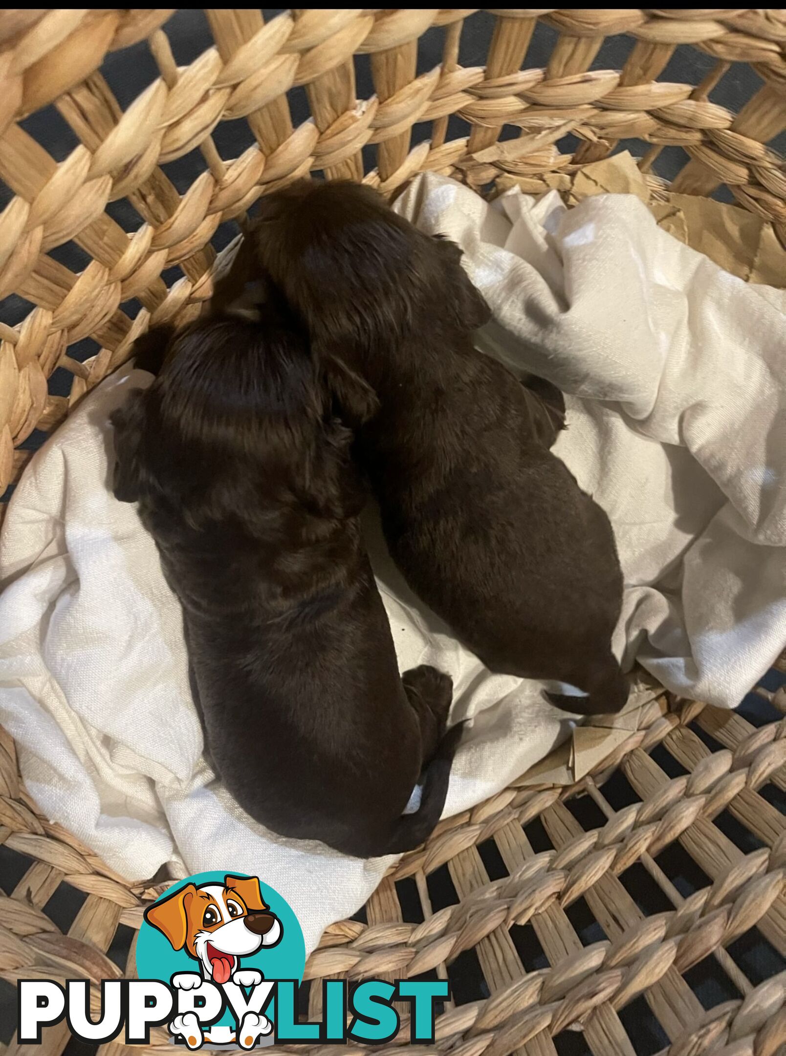 Forever Homes For  Beautiful Cocker Spaniel Puppies