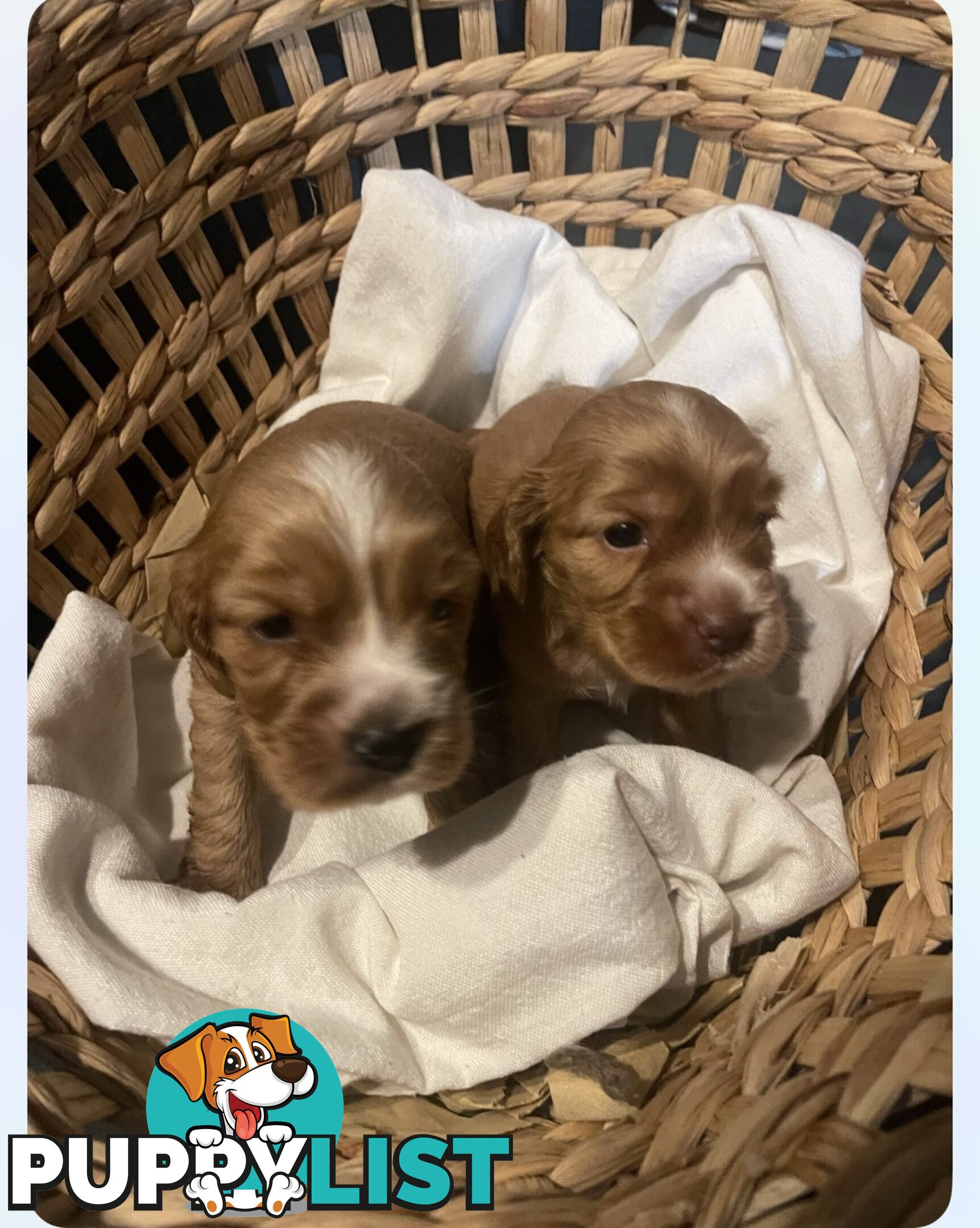 Forever Homes For  Beautiful Cocker Spaniel Puppies