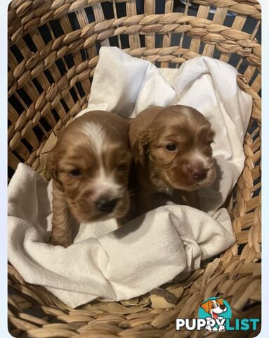 Forever Homes For  Beautiful Cocker Spaniel Puppies