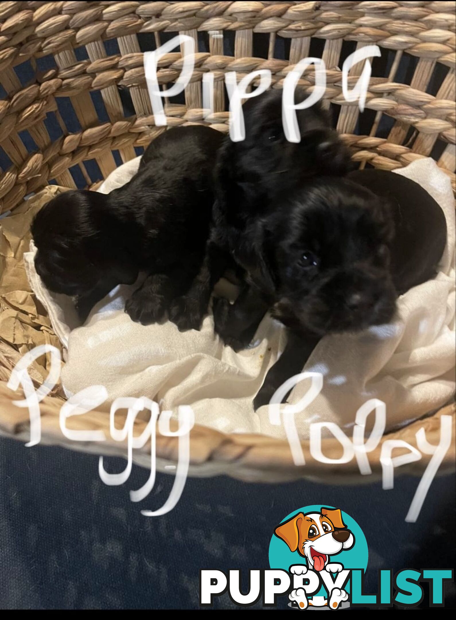 Forever Homes For  Beautiful Cocker Spaniel Puppies