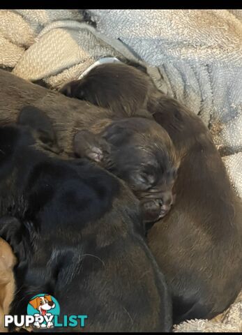 Forever Homes For  Beautiful Cocker Spaniel Puppies