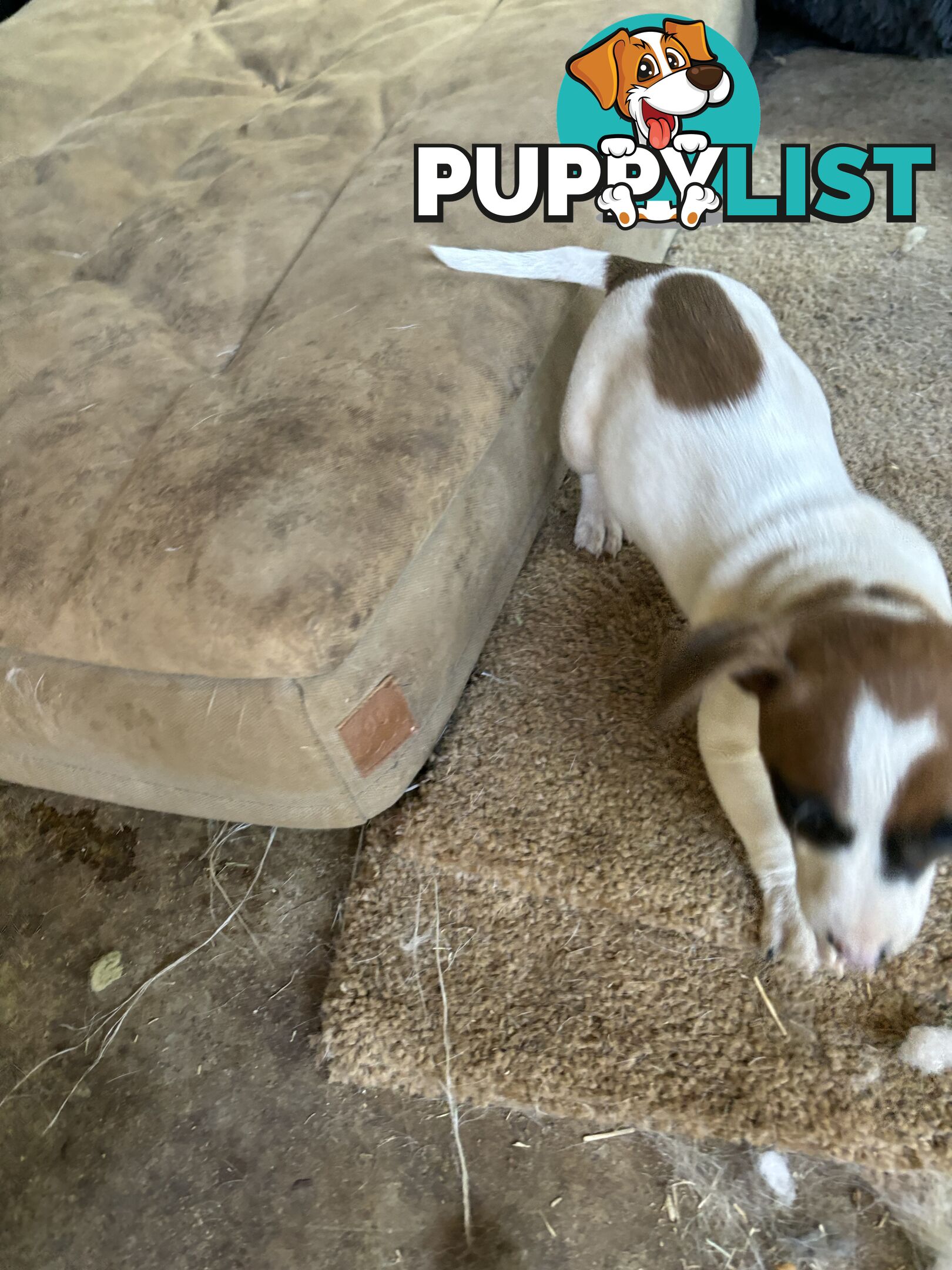 Jack Russell puppies