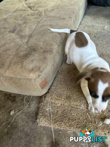 Jack Russell puppies